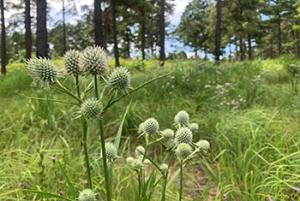 Rattlesnake master photo