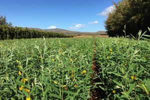 Field of 'Tropic Sun' sunn hemp (Crotalaria juncea) planted for cover crop