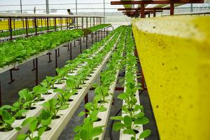 Vegetables growing in a hydroponic green house at Denise Farms near Commerce, Texas.