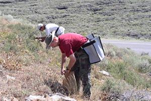 Two men collecting seed from native plants on rangeland