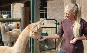 producer feeding alpaca