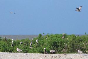 Brown Pelicans nesting on and flying over a restored site on Raccoon Island, a barrier island located in Terrebonne Parish, LA