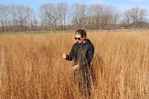 Mollie Herget, agronomist, evaluating seed production in a field of Ozark Germplasm little bluestem