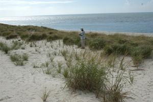 PMC staff member evaluating sea oats planting at Cape May Point