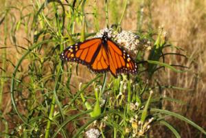 Great Basin PMC partners with the Xerces Society for Invertebrate Conservation, Monarch butterfly on narrow-leaved milkweed