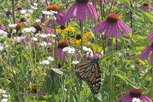 Monarch butterfly feeding in a field of native wildflowers