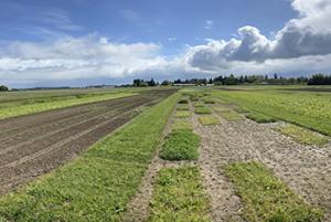 Forage trials at the Corvallis Plant Materials Center, May 1, 2022
