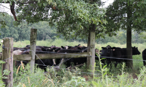 cows in pasture