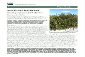Example plant guide for Northern Bayberry, Morella pensylvanica