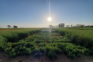 Cover Crop Adaptability Trial