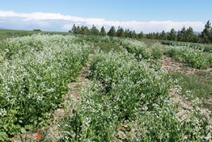 Image of radish cover crop trial in bloom with white flowers in plots with trees in the background