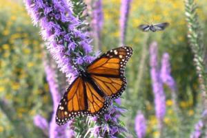 Spiked blazing star, Kentucky ecotype, shows promise a wildlife habitat improvement plant for a diversity of pollinator species.