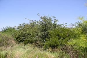 Marsh ridges provide protection from storm surges and are critically important habitats for migratory birds