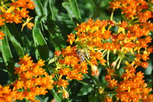 honeybee on butterflyweed