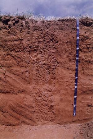 Bayamon Soil profile - representative soil of Puerto Rico