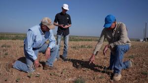The Albus brothers and an NRCS employee in a dryland field at Albus Farms in Hockley, Texas.