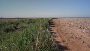 Terraces at Albus Farms in Hockley, Texas.