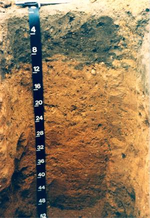A soil pit featuring downer soil. 