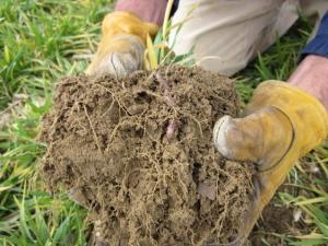 Healthy soil with roots earthworms in field