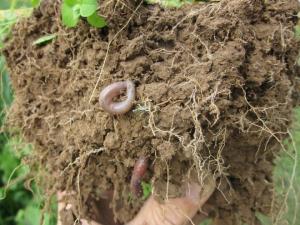 Photo of healthy soil with roots earthworms