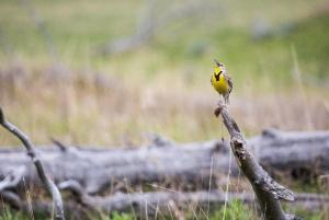 Meadowlark