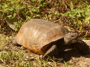 gopher tortoise