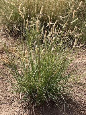 Photograph of 'Hachita' blue grama grass taken at Los Lunas Plant Materials Center