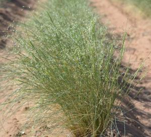 Photograph of 'Paloma' Indian ricegrass taken at Los Lunas Plant Materials Center