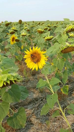 sunflower, monarch