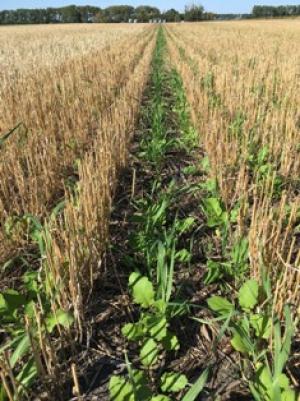 Cover crops that Tyler Zimmerman seeded after small grain harvest, grow between rows of stubble