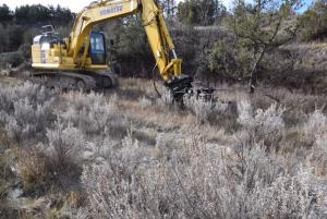 excavator, Junipers
