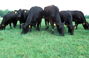 black cattle
