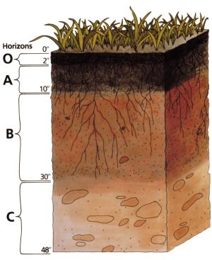 Graphic of a soil profile showing O, A, B, and C horizons.