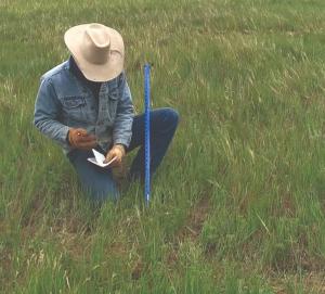 A rancher takes measurements and makes records on rangeland