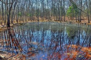 RI forest with small pond or bog