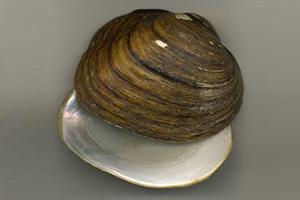 Colorado River Mussels