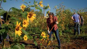 Young woman of color raking downed sunflowers in an urban sunflower patch