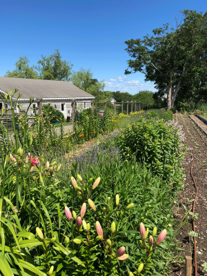 Intercropping at Highland Farm on Block Island, RI, June 2021.