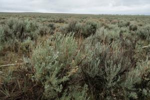 Monitoring transect used in sagebrush grasslands at Barthelmess Ranch in Northern Montana