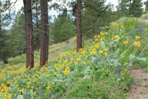 Wildflowers grow below pines on a forested hillside.