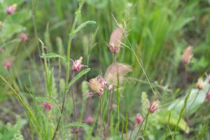 Wildflowers and grasses provide forage