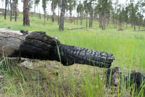 Burned stump and tree trunk in an area treated to reduce tree density and wildfire risk while improving understory forage.