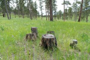 Grass grows in an area where tree density has been reduced by hand cutting.