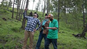 Three men look up at trees in a thinned pine forest
