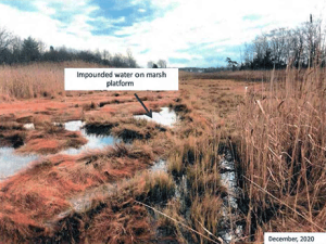 Standing water on saltmarsh platform causing recent die-off of high marsh vegetation at Sowam's Meadow in Warren, RI, Dec. 2020.