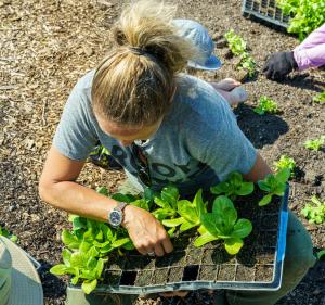 Katy Rogers plants lettuce at Teter Organic Farm in Noblesville, Indiana May 13, 2022. 