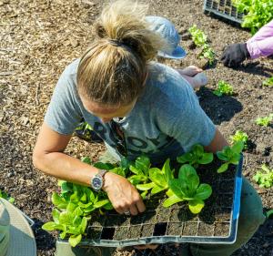 Katy Rogers plants lettuce at Teter Organic Farm in Noblesville, Indiana May 13, 2022.