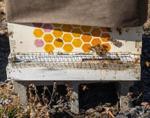 Honeybees at Springboro Tree Farm in Brookston, Indiana take advantage of unseasonable warm temperatures Feb. 13, 2023 to go foraging for food.