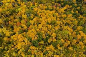 Aerial view of a forest, with leaves in colorful fall foliage.