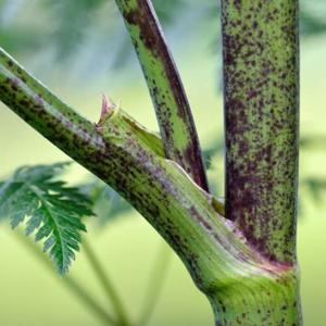 Poison hemlock stem has purple splotches. This quickly tells you it’s not wild parsnips..